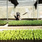 Tecnología agrícola en Medio Oriente: sembrando las semillas del futuro