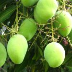 Cómo está afectando el cambio climático la producción de mangos en Egipto